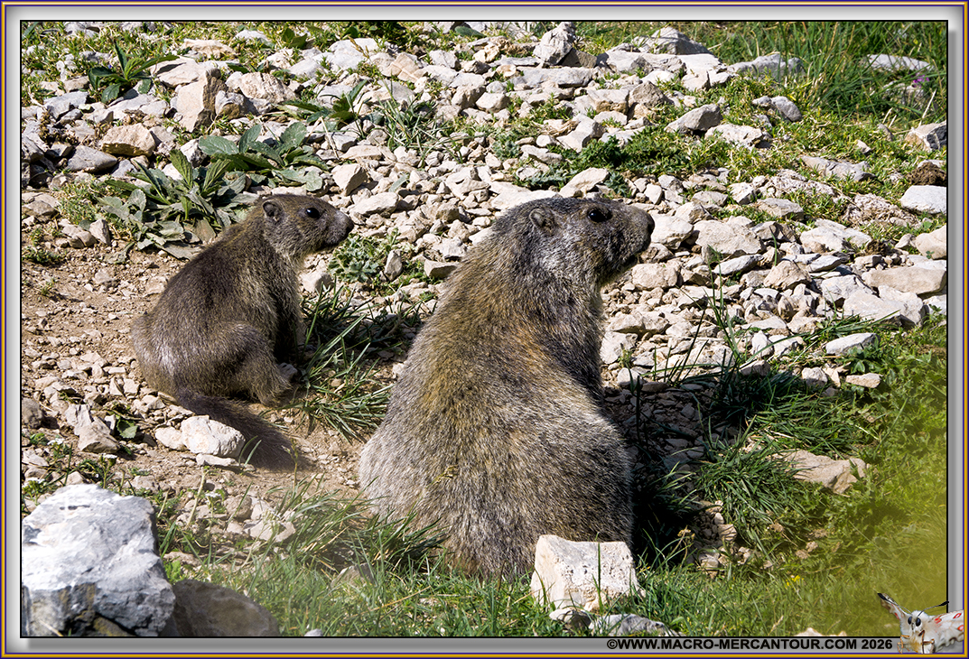 MARMOTTES